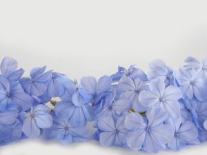 پوستر دیواری طرح گل پروانش