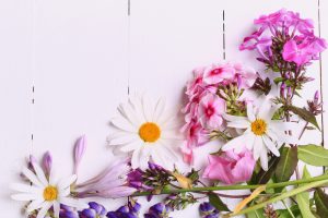 پوستر دیواری طرح گل بابونه و حنای پر گلبرگ