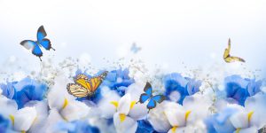 پوستر دیواری طرح نقاشی گل گلایل و پروانه های آبی